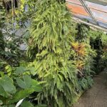 Botanischer Garten Linz – Wo die Natur in tausend Farben träumt